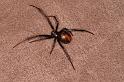 Latrodectus_hasselti_D7217_Z_90_Alexandra hills Brisbane_Australie